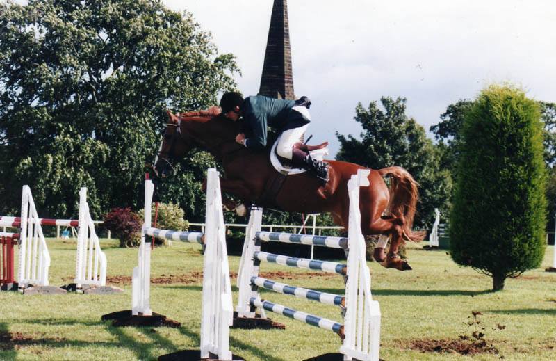 Irish Sport Horse For Sale